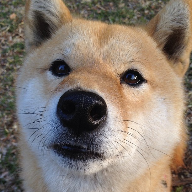 广东队提前终结悬念雷霆，德罗赞成为关键先生，篮球赛场上的决胜瞬间与英雄本色