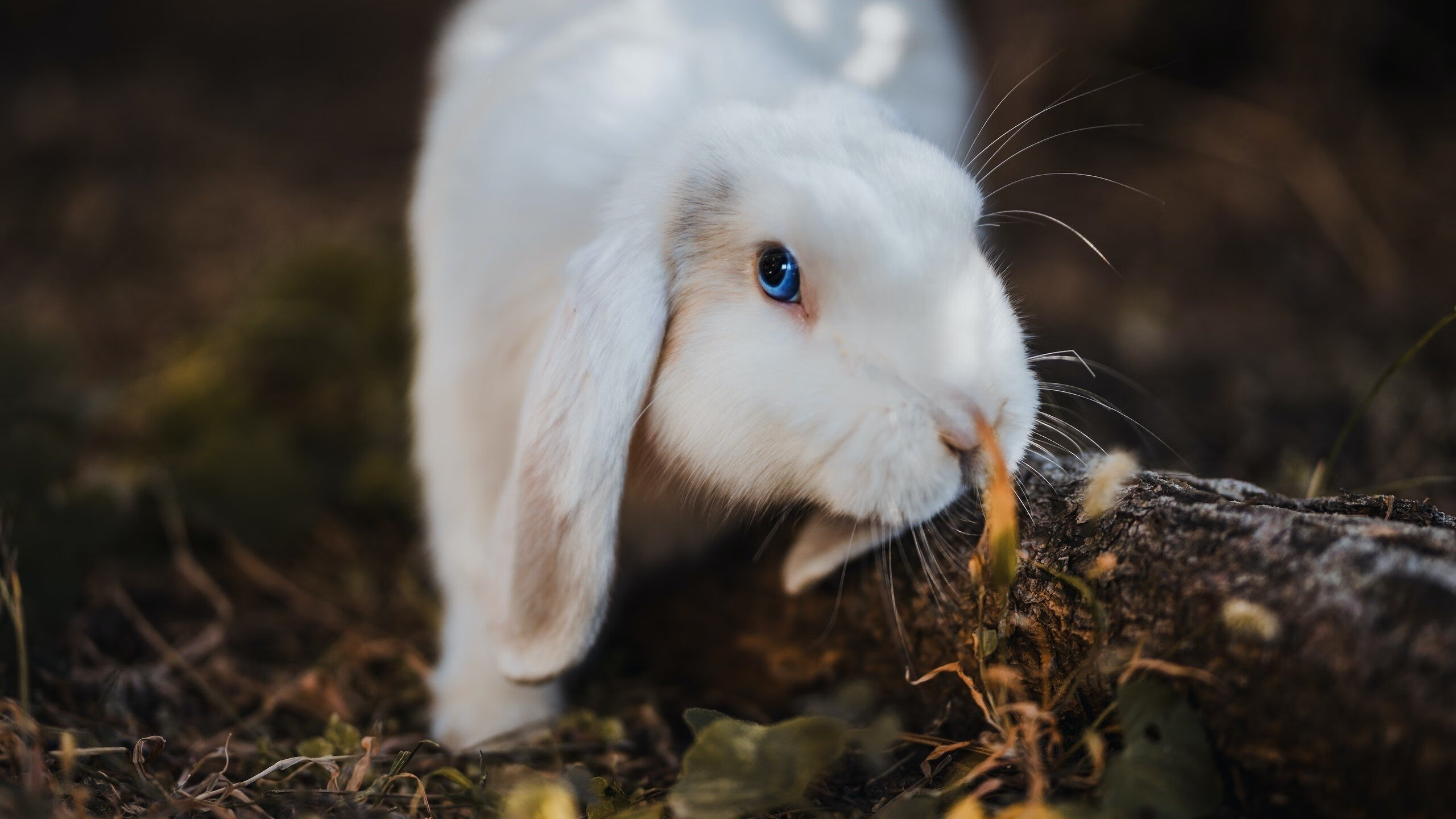 开云体育-暗夜之光，富安健洋一锤定音，丹麦惊险突围背后的亚洲力量